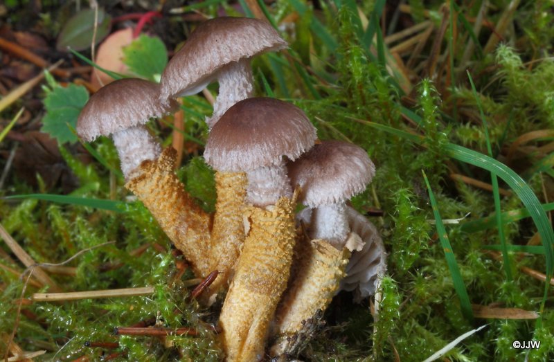 Squamanita paradoxa